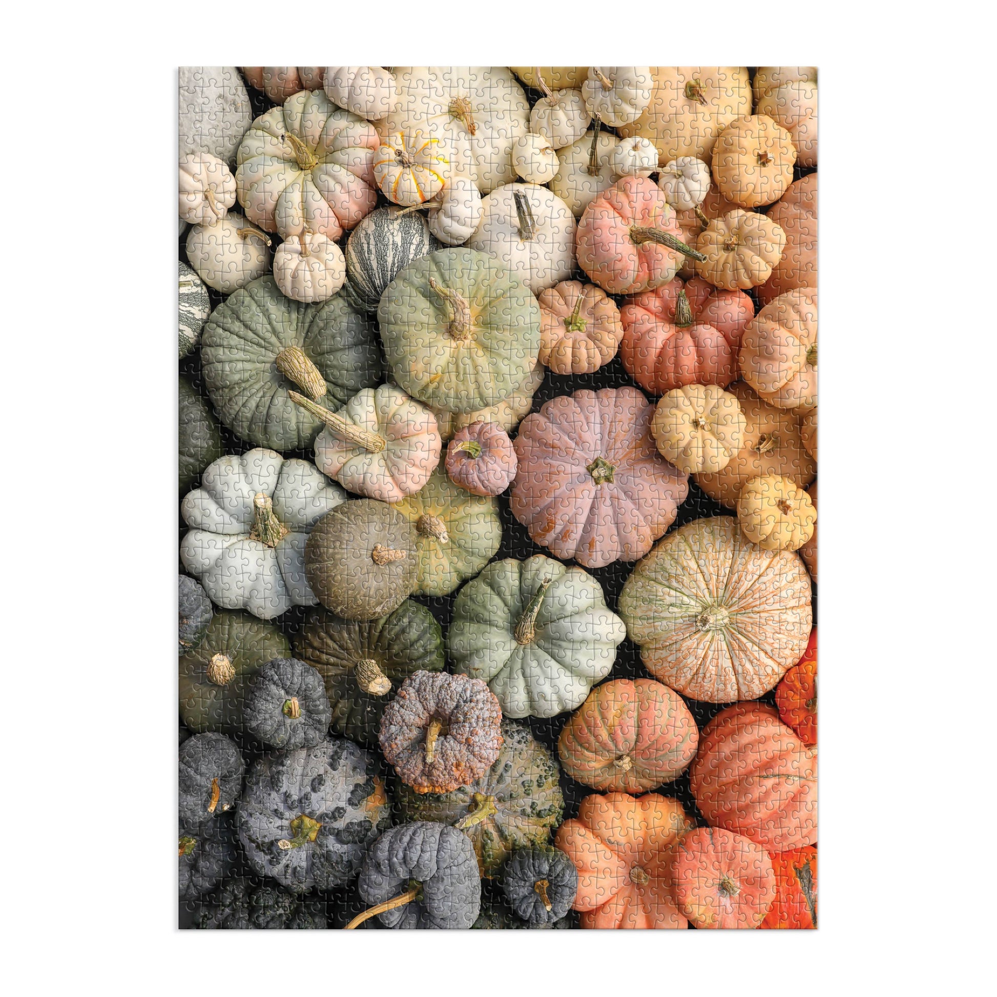 Heirloom Pumpkins 1000 Piece Puzzle in Square Box, vibrant autumn colors, challenging family activity, perfect for fall de...